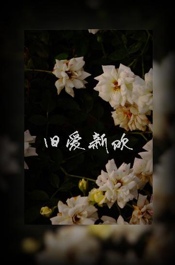 旧爱新欢 简渔